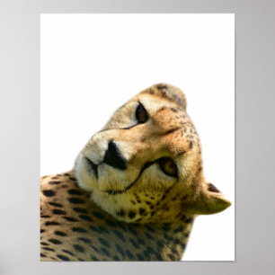 Affiche Leopard cheetah sauvage jungle photo d'animal