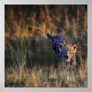 Affiche Leopard Cub Panthera Pardus
