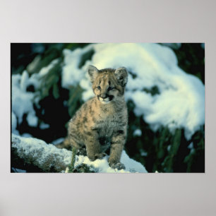 Affiche Léopard de neige CUB