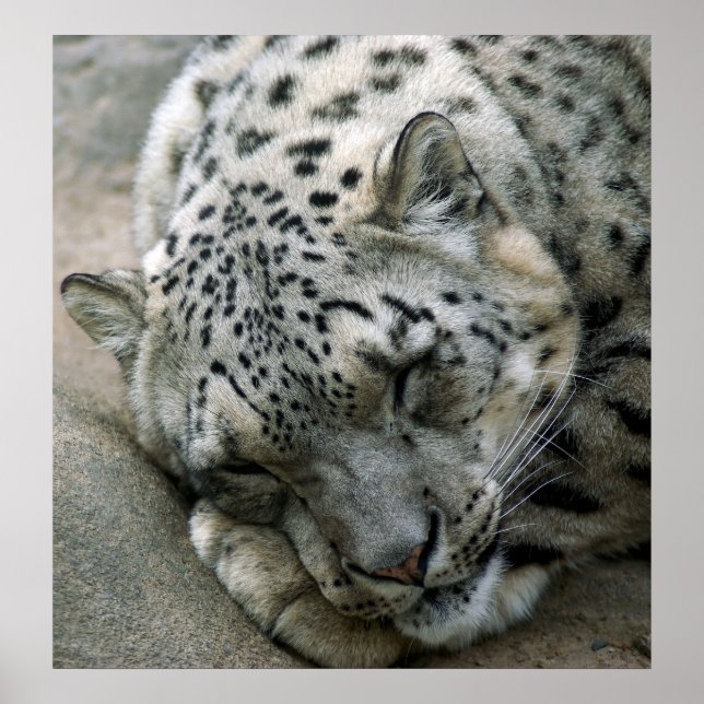 Affiche Leopard de neige - Sweet Dreams (Devant)