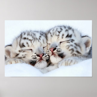 Affiche Léopard des neiges Animal sauvage Environnement na