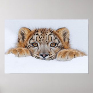 Affiche Léopard des neiges Animal sauvage Environnement na