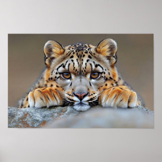 Affiche Léopard des neiges Animal sauvage Environnement na
