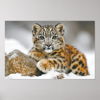 Affiche Léopard des neiges Animal sauvage Environnement na