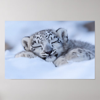 Affiche Léopard des neiges Animal sauvage Environnement na