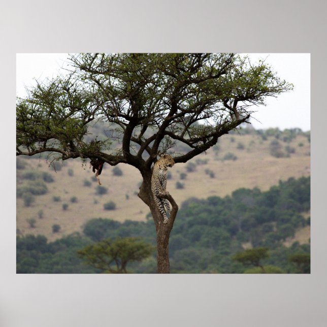 Affiche Leopard in Tree - Safari Wildlife Fine Art Imprime (Devant)