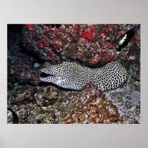 Affiche Leopard Moray