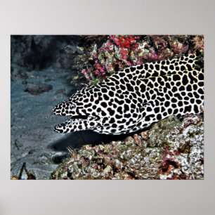 Affiche Leopard Moray Eel