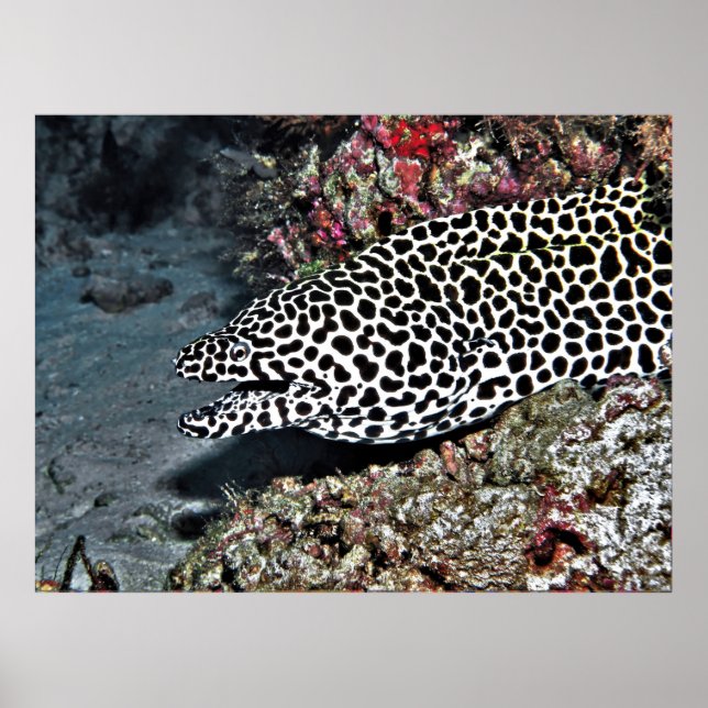Affiche Leopard Moray Eel (Devant)