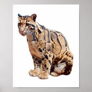 Affiche léopard nébuleux photographie jungle grand félin a