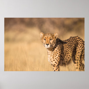 AFFICHE LEOPARD PORTRAIT