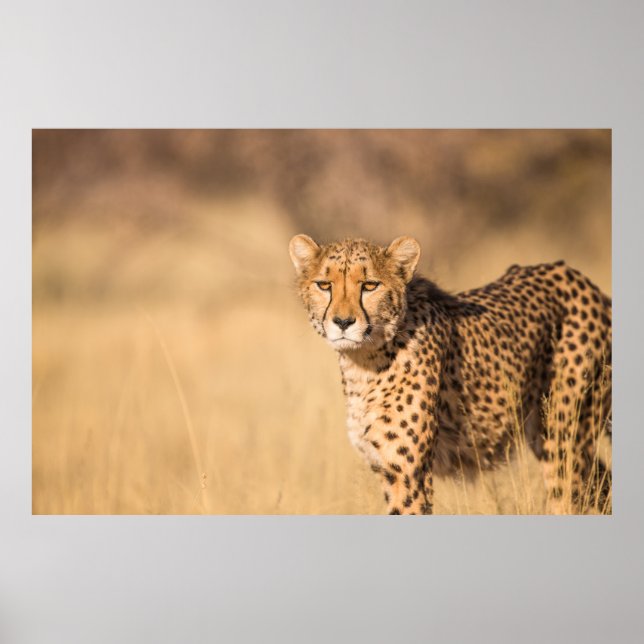 AFFICHE LEOPARD PORTRAIT (Devant)