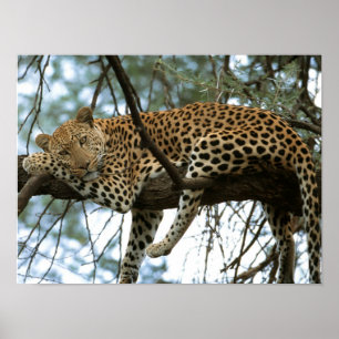 Affiche Leopard Resting in Tree