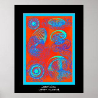 Affiche Leptomedusae ~ Ernst Haeckel Imprimer