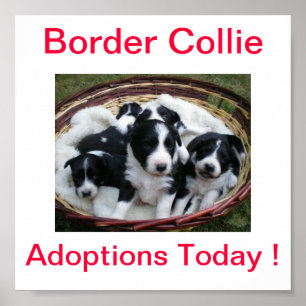 Affiche Les adoptions de chien de border collie signent