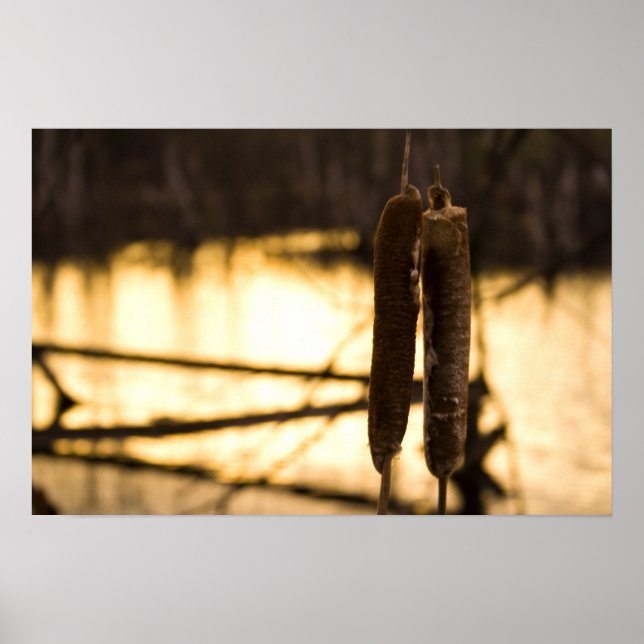 Affiche Les amoureux (Devant)