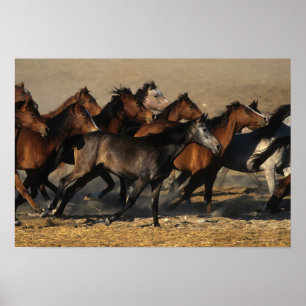 Affiche Les Arabes qui courent dans le désert