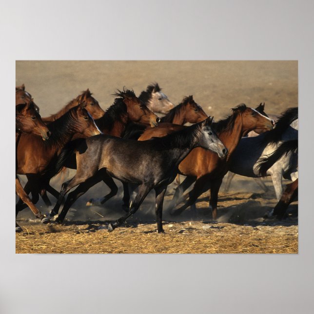 Affiche Les Arabes qui courent dans le désert (Devant)