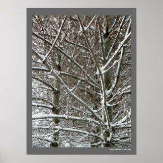 Affiche Les arbres dans la neige photo hiver