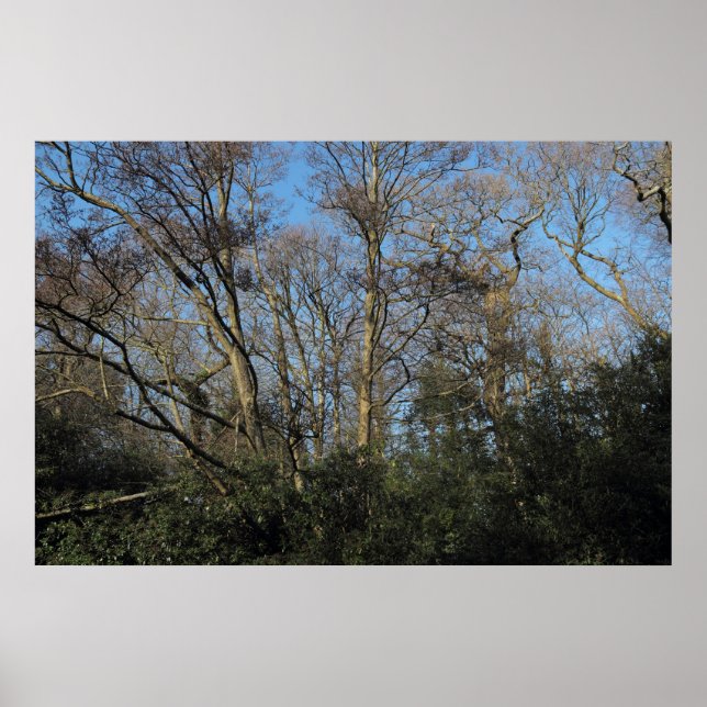 Affiche Les arbres dansants du bois sauvage (Devant)