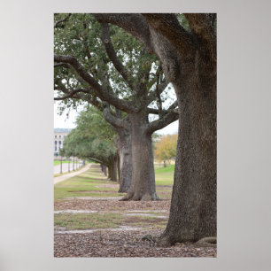 Affiche Les arbres de Texas A&M