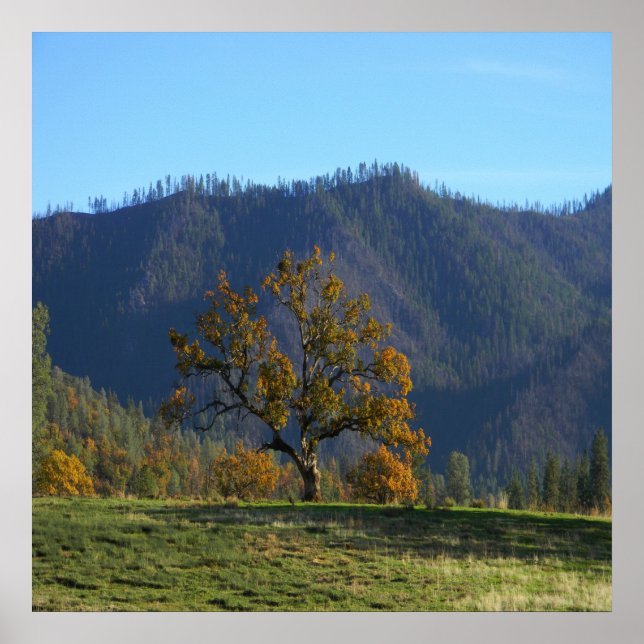 Affiche Les arbres m'appellent..... (Devant)