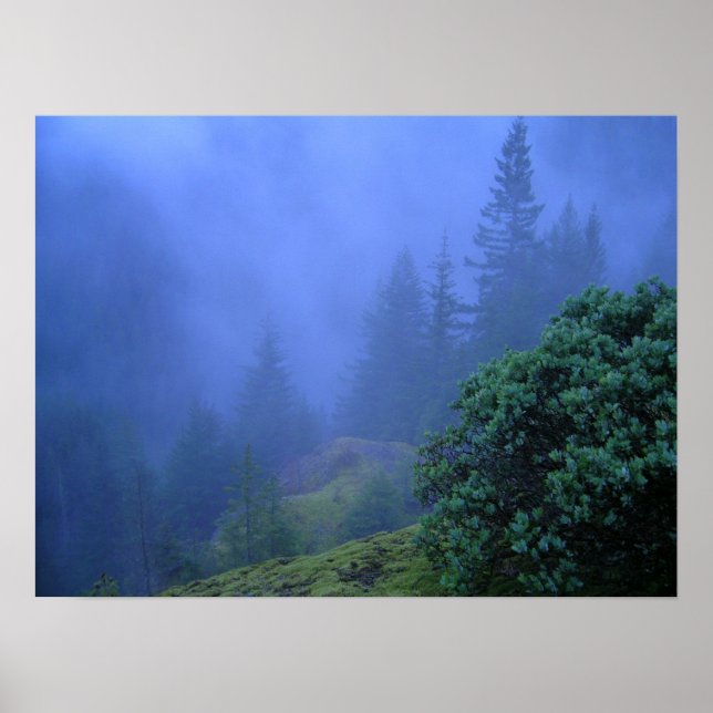 Affiche Les arbres mystères (Devant)