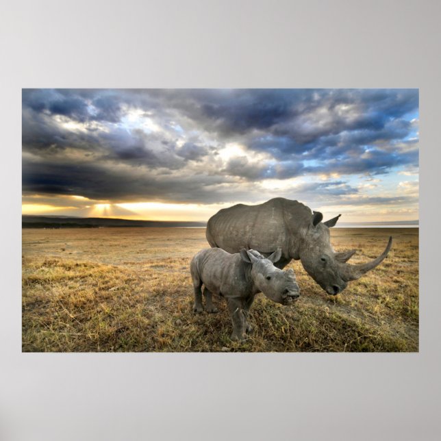 Affiche Les bébés animaux les plus mignons | Rhinocéros bl (Devant)