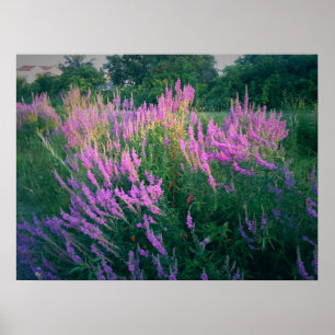 AFFICHE LES BOUTEILLES FAVORISENT LA LOOSESTRIFE POURPULAI