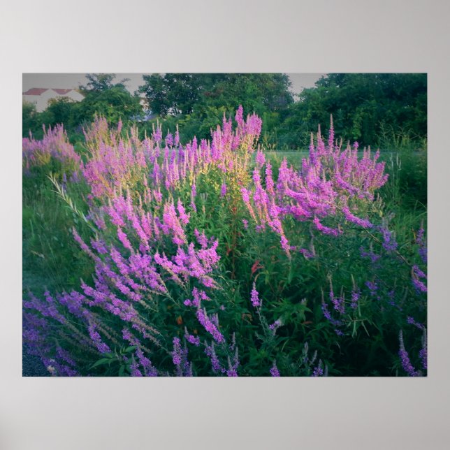 AFFICHE LES BOUTEILLES FAVORISENT LA LOOSESTRIFE POURPULAI (Devant)