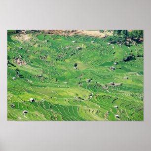 Affiche Les célèbres terrasses de riz yuanyang - Yunnan, C