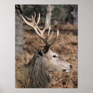 Affiche Les cerfs du roi du parc de Richmond, Londres, Roy