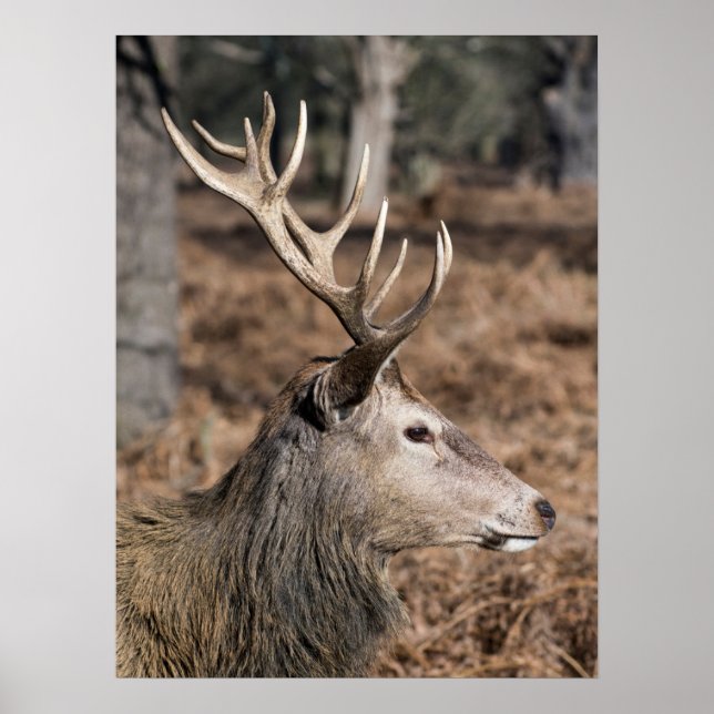 Affiche Les cerfs du roi du parc de Richmond, Londres, Roy (Devant)