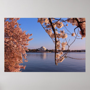 Affiche Les cerisiers roses en fleurs dans DC