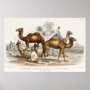Affiche Les chameaux de l'Inde Illustration Vintage, 1820