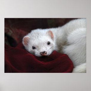 Affiche Les chantais SI du TU bien…