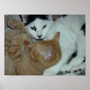 Affiche Les chatons en amour