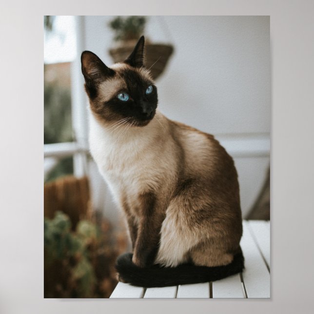 Affiche Les Chats Sont Les Meilleurs 86 (Devant)