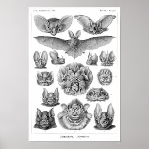 Affiche Les chauves-souris de Haeckel