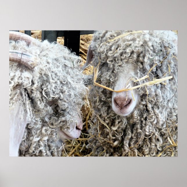 AFFICHE LES CHÈTES FRAÎCHES (Devant)