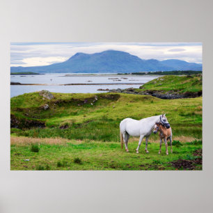 Affiche Les chevaux de Connemara   Galway, Irlande