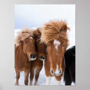 Affiche Les chevaux islandais se frottent le nez, Islande