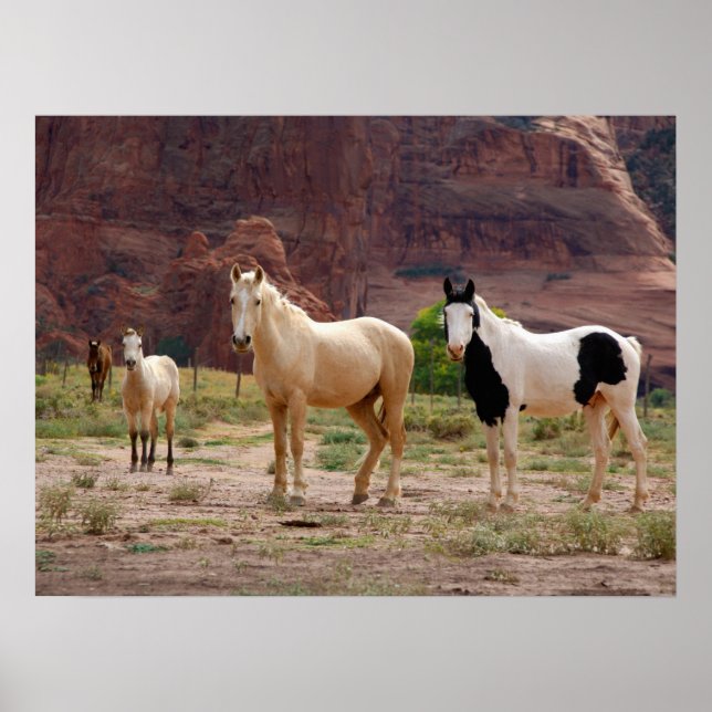 Affiche Les chevaux navajos courent librement sur le fond  (Devant)