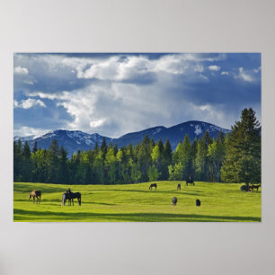 Affiche Les chevaux paissent dans un pâturage près de Whit