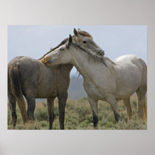 Affiche Les Chevaux Sauvages