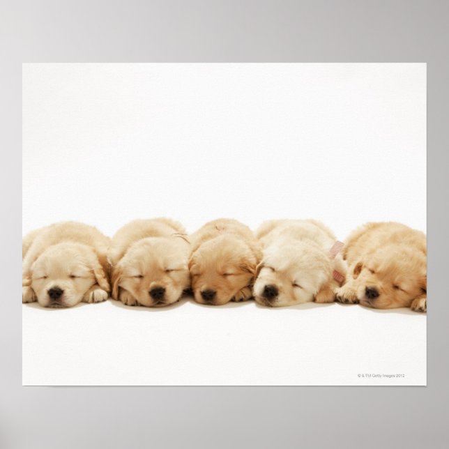 Affiche Les chiots du Golden Retriever (Devant)