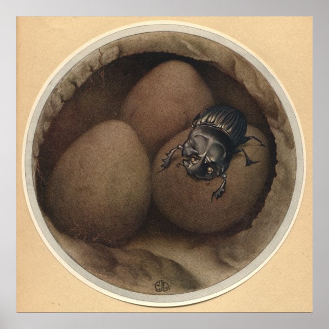 Affiche LES COPRIS ESPAGNOLS - Illustration du livre d'ins (Devant)