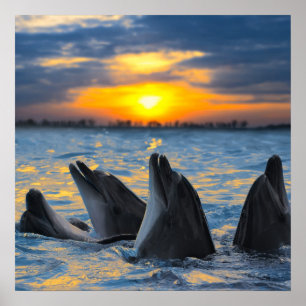 Affiche Les dauphins bouteille-flairés dans la lumière d