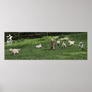 Affiche Les demi-douzaines gambades du houx