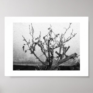 Affiche Les épines restent en noir et blanc